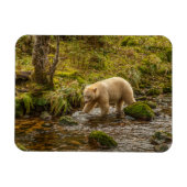 White Spirit Bear Hunts for fish on Riordan Creek マグネット (横)