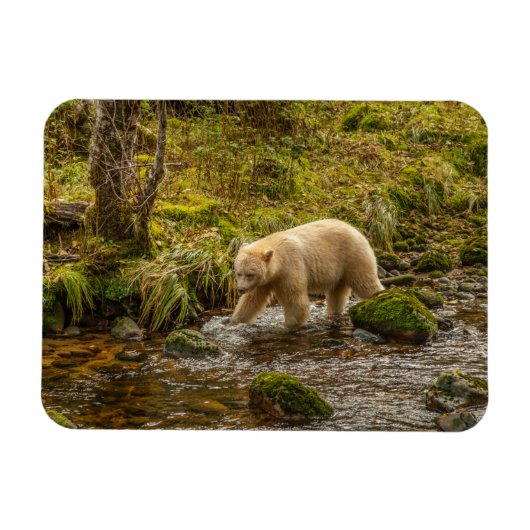 White Spirit Bear Hunts for fish on Riordan Creek マグネット (横)