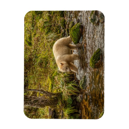 White Spirit Bear Hunts for fish on Riordan Creek マグネット (縦)