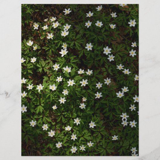 White spring flowers in woodland Scrapbook Paper (正面)