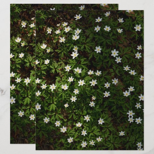 White spring flowers in woodland Scrapbook Paper (正面/裏面)
