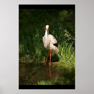 White Stork ポスター