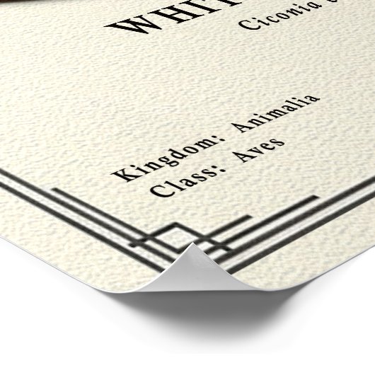 White Stork Zoology Series ポスター (角)