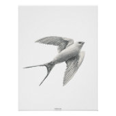 White Swallow ポスター (正面)