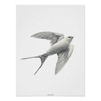 White Swallow ポスター