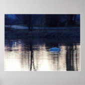 White Swan at Dusk Poster ポスター (正面)