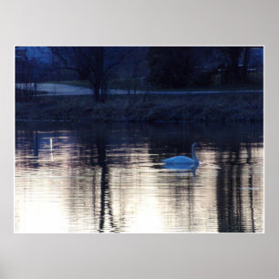 White Swan at Dusk Poster ポスター