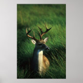 White-tailed Buck ポスター (正面)