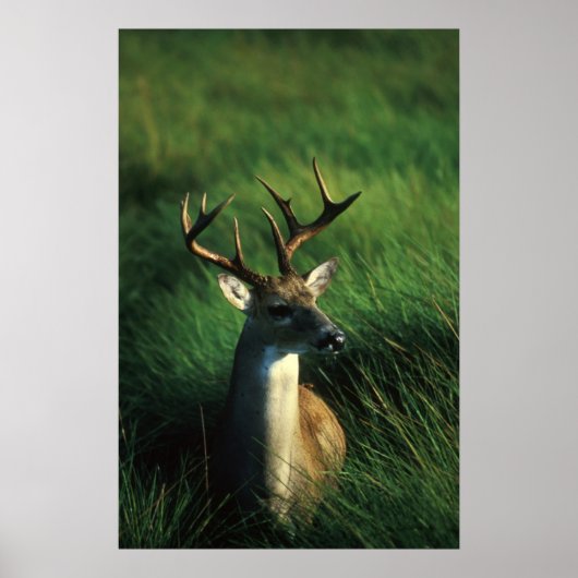 White-tailed Buck ポスター (正面)