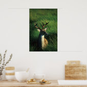 White-tailed Buck ポスター (キッチン)