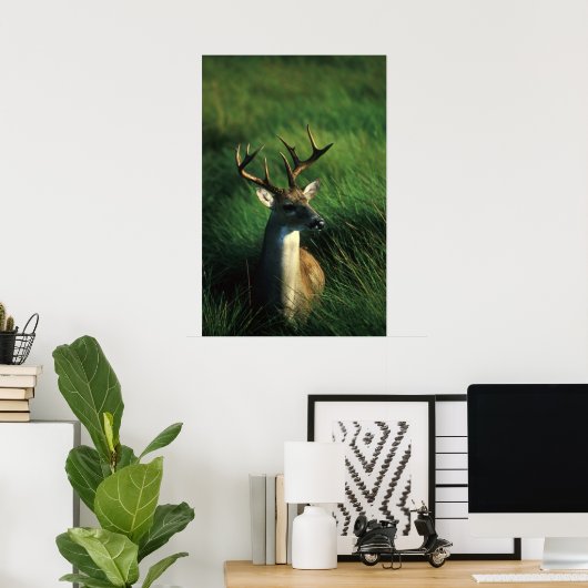 White-tailed Buck ポスター (ホームオフィス)