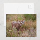 White-tailed Deer Autumn in Texas ポストカード (正面/裏面)