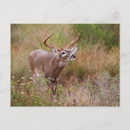 White-tailed Deer Autumn in Texas ポストカード (正面)