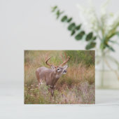 White-tailed Deer Autumn in Texas ポストカード (スタンド正面)
