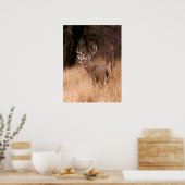 White Tailed Deer |  Choke Canyon State Park, TX ポスター (キッチン)