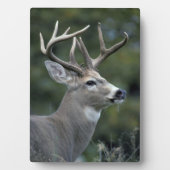White-tailed Deer | État de Washington フォトプラーク (正面)