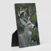 White-tailed Deer | État de Washington フォトプラーク (側面)