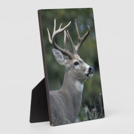 White-tailed Deer | État de Washington フォトプラーク (側面)