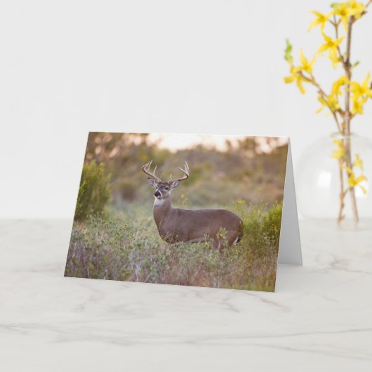 White-tailed Deer | Fall in Texas カード (黄色い花)
