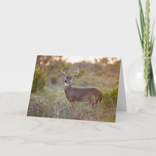 White-tailed Deer | Fall in Texas カード (正面)