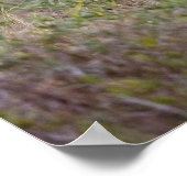 White-tailed Deer | Fall in Texas ポスター (角)