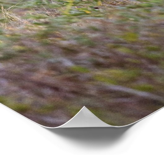 White-tailed Deer | Fall in Texas ポスター (角)