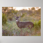 White-tailed Deer | Fall in Texas ポスター (正面)