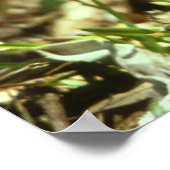 White-tailed Deer Fawn ポスター (角)