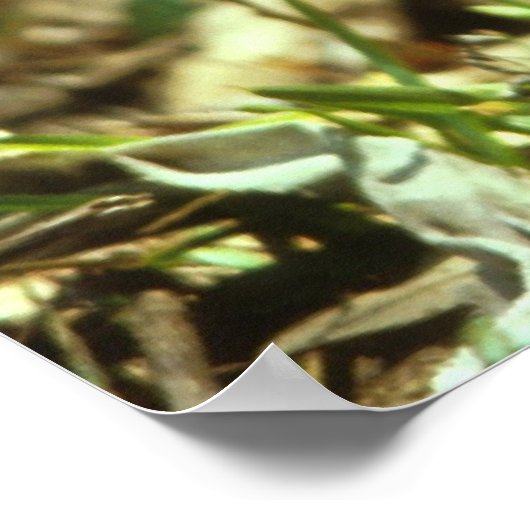 White-tailed Deer Fawn ポスター (角)