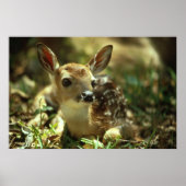 White-tailed Deer Fawn ポスター (正面)
