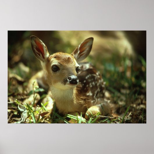 White-tailed Deer Fawn ポスター (正面)