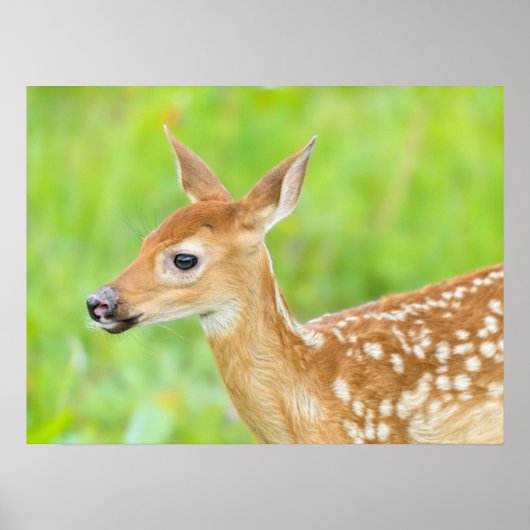White-Tailed Deer Fawn | Minnesota ポスター (正面)