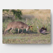 White-tailed Deer Fighting Wild Turkey フォトプラーク (正面)
