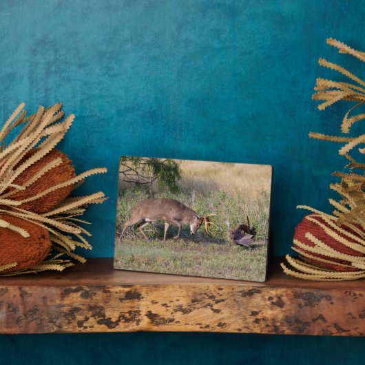 White-tailed Deer Fighting Wild Turkey フォトプラーク (側面)