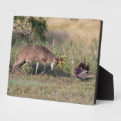 White-tailed Deer Fighting Wild Turkey フォトプラーク (側面)