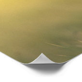 White-tailed Deer, Odocoileus virginianus, ポスター (角)