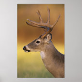 White-tailed Deer, Odocoileus virginianus, ポスター (正面)