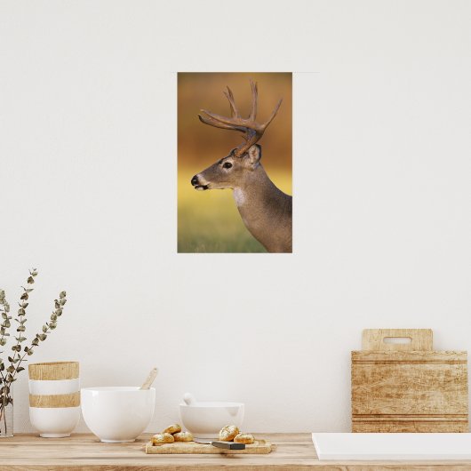 White-tailed Deer, Odocoileus virginianus, ポスター (キッチン)