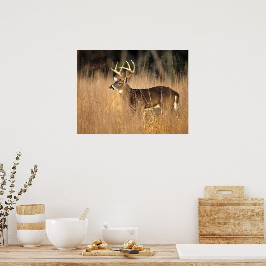 White-tailed Deer | Smoky Mountains Tennessee ポスター (キッチン)