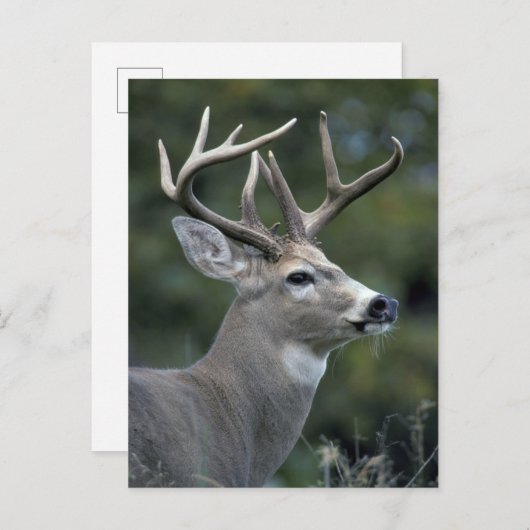White-tailed Deer | Washington State ポストカード (正面/裏面)
