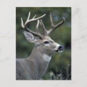 White-tailed Deer | Washington State ポストカード (正面)