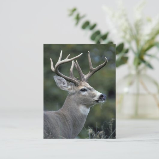 White-tailed Deer | Washington State ポストカード (スタンド正面)