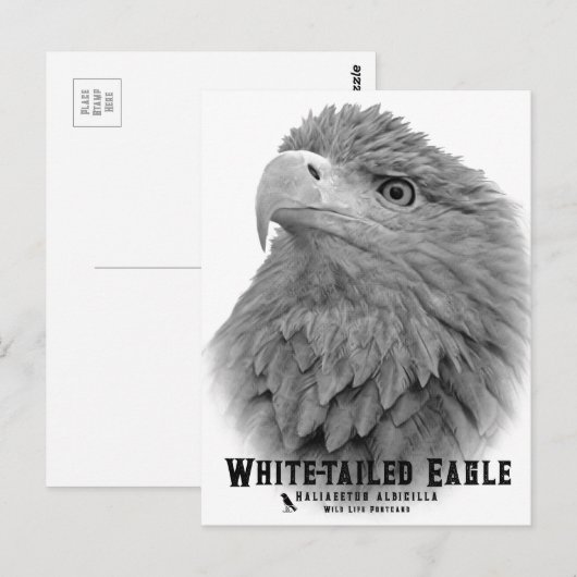 White-tailed Eagle ポストカード (正面/裏面)