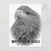 White-tailed Eagle ポストカード (正面)