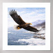 White-tailed Eagle (Haliaeetus albicilla) –  ポスター (正面)