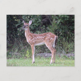 White tailed fawn Postcard ポストカード