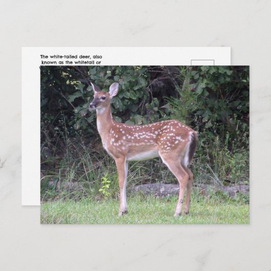 White tailed fawn Postcard ポストカード (正面/裏面)