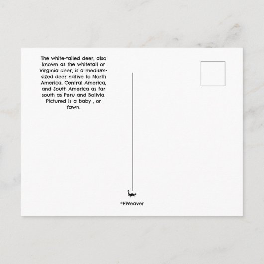 White tailed fawn Postcard ポストカード (裏面)