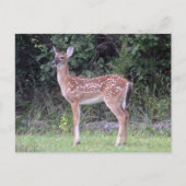 White tailed fawn Postcard ポストカード (正面)