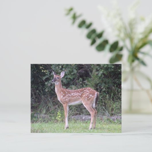 White tailed fawn Postcard ポストカード (スタンド正面)